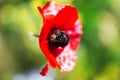 Xylocopa violacea on a red poppy blossom, protecting rare insects with native flowers Royalty Free Stock Photo