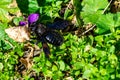 Xylocopa violacea Royalty Free Stock Photo