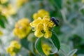 Xylocopa violacea violet carpenter bee on flowering plant Royalty Free Stock Photo