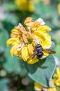 Xylocopa violacea violet carpenter bee on flowering plant Royalty Free Stock Photo