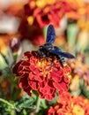 Xylocopa violacea, the violet carpenter bee on flowers