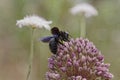 Xylocopa violacea, Violet Carpenter Bee, Indian Bhanvra from Corsica, France Royalty Free Stock Photo