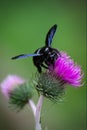 Xylocopa violacea, Violet carpenter bee pollinating a Cotton Thistle Onopordum acanthium flower. Royalty Free Stock Photo
