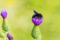 Xylocopa violacea, violet carpenter bee, pollinating Royalty Free Stock Photo