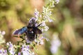 A Xylocopa violacea, the violet carpenter bee sucking a rosemary flower. It is the common European species of carpenter bee, and Royalty Free Stock Photo