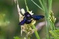Xylocopa violacea, the violet carpenter bee Royalty Free Stock Photo