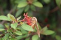 Xylophanes tersa, the tersa sphinx, moth, hawk moth, hummingbird moth, on firebush plant