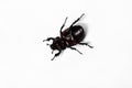 Xylotrupes gideon female male or Siamese rhinoceros beetle  Fighting beetle  turning face up  isolated on white background Royalty Free Stock Photo