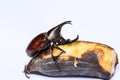 Xylotrupes gideon male or Siamese rhinoceros beetle  Fighting beetle  with horn eating banana isolated on white background Royalty Free Stock Photo