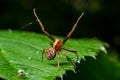 Xysticus spider is on a green leaf. Natural environment, sunny summer day