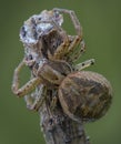 Xysticus spider hunter eating small died honeybee