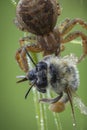 Xysticus spider hunter eating small died honeybee