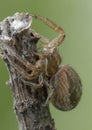 Xysticus spider hunter eating small died honeybee