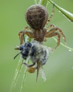 Xysticus spider hunter eating small died honeybee