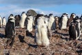 1y old chinstrap chick penguin standing among his colony members Royalty Free Stock Photo