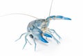 Yabbie Crayfish in fighting position,Blue crayfish Royalty Free Stock Photo