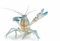 Yabbie Crayfish in fighting position,Blue crayfish Royalty Free Stock Photo