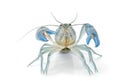 Yabbie Crayfish in fighting position,Blue crayfish Royalty Free Stock Photo