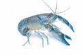 Yabbie Crayfish in fighting position,Blue crayfish Royalty Free Stock Photo