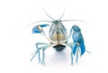 Yabbie Crayfish in fighting position,Blue crayfish Royalty Free Stock Photo
