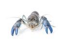 Yabbie Crayfish in fighting position,Blue crayfish Royalty Free Stock Photo