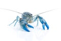 Yabbie Crayfish in fighting position,Blue crayfish Royalty Free Stock Photo