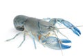 Yabbie Crayfish in fighting position,Blue crayfish Royalty Free Stock Photo