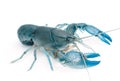 Yabbie Crayfish in fighting position,Blue crayfish Royalty Free Stock Photo