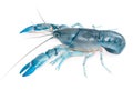 Yabbie Crayfish in fighting position,Blue crayfish Royalty Free Stock Photo