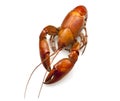 Yabby or Freshwater Lobster Royalty Free Stock Photo