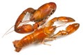 Yabby or Freshwater Lobster Royalty Free Stock Photo