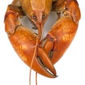 Yabby or Freshwater Lobster Royalty Free Stock Photo