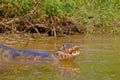 Yacare Caiman, Caiman Crocodilus Yacare Jacare, Cuiaba river, Pantanal, Porto Jofre, Mato Grosso, Brazil