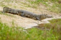 Yacare caiman (Caiman yacare) Royalty Free Stock Photo