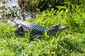 Yacare caiman Royalty Free Stock Photo