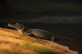 Yacare Caiman, crocodile on the beach with evening sun, Pantanal, Brazil