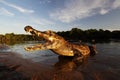Yacare Caiman, crocodile in evening sun, Pantanal, Brazil