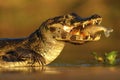 Yacare Caiman, crocodile with fish in with evening sun, Pantanal, Brazil