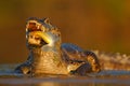 Yacare Caiman, crocodile with fish with evening sun in the river, Pantanal, Brazil Royalty Free Stock Photo