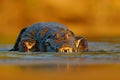 Yacare Caiman, crocodile with fish in with open muzzle with big teeth, Pantanal, Brazil. Detail portrait of danger reptile. Caiman Royalty Free Stock Photo