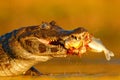 Yacare Caiman, crocodile with fish in with open muzzle with big teeth, Pantanal, Brazil. Detail portrait of danger reptile. Caiman Royalty Free Stock Photo