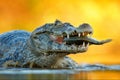 Yacare Caiman, crocodile with fish in with open muzzle with big teeth, Pantanal, Brazil. Detail portrait of danger reptile. Caiman Royalty Free Stock Photo