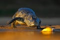 Yacare Caiman, crocodile hunting fish piranha with evening sun in the river, Pantanal, Bolivia