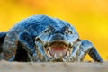 Yacare Caiman, crocodile with open muzzle with big teeth, Pantanal, Brazil. Detail portrait of danger reptile. Evening sunset. Royalty Free Stock Photo