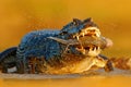 Yacare Caiman, crocodile with piranha fish in open muzzle with big teeth, Pantanal, Brazil. Detail portrait of danger reptile. Ani