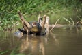 Yacare caiman on dead branches in river Royalty Free Stock Photo