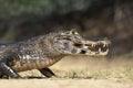 Yacare caiman eating piranha on a river bank