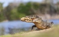 Yacare caiman eating piranha on a river bank