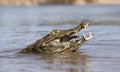 Yacare caiman eating piranha in the river