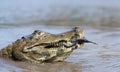 Yacare caiman eating piranha in a river